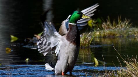 Mallard Preening A Healthy Habit Pacific Northwest Pictorial™