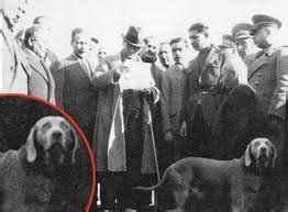 Atatürkün Köpeği Foks Mustafa Kemal Atatürk ile Anılar