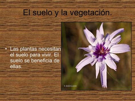 El Suelo La Vegetaci N Y La Fauna Ppt