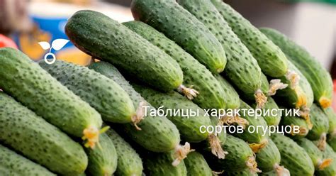 Разнообразие детерминантных гибридов и сортов огурцов: как выбрать и ...