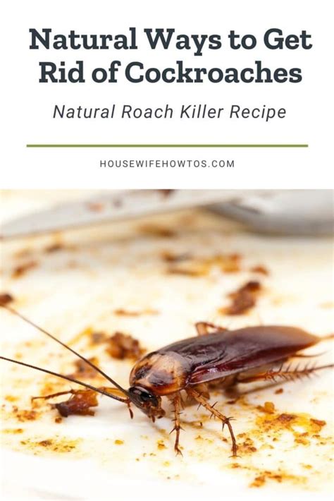 How To Get Rid Of Cockroaches For Good Housewife How Tos