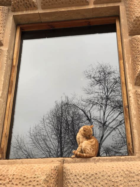 Found This Street Cat Posing In The Alhambra In Grenada Spain