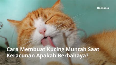 Cara Membuat Kucing Muntah Saat Keracunan Apakah Berbahaya Hewania