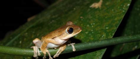 Whites Tree Frog Care Sheet / White S Tree Frog Care Guide Habitat Diet ...