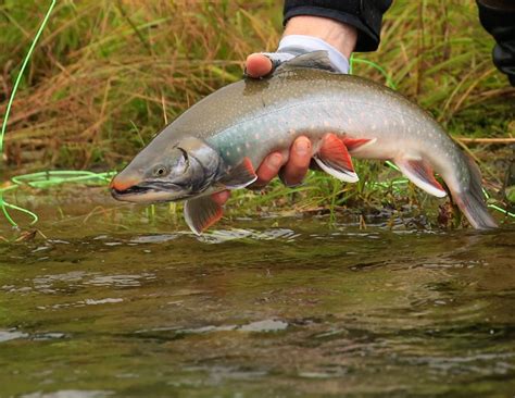 King Salmon Lodge - Alaska - Got Fishing