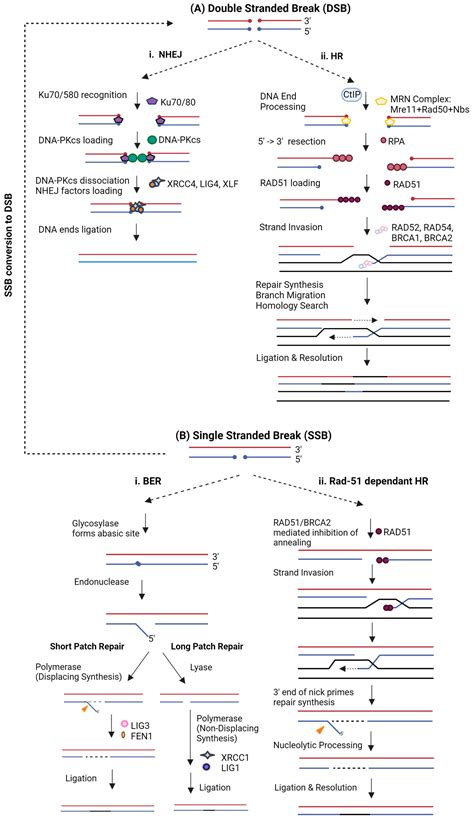 Ijms Free Full Text Crispr Cas9 Direct Fusions For Improved Genome