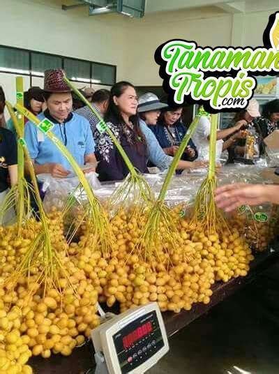 Jual Bibit Tanaman Kurma KL 1 Kurma Tropis Thailand ASLI