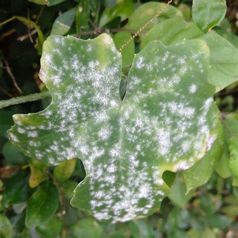 Ivy Gourd Coccinia Grandis Powdery Mildew This Plant Is Flickr