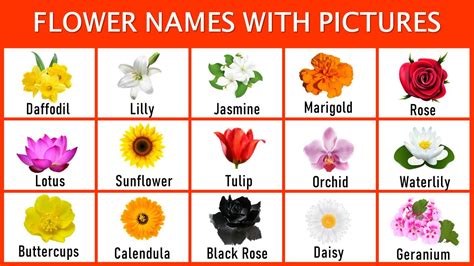 List Of Flowers Name With Pictures Flower Names Flower Names