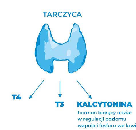 Kalcytonina znaczenie działanie niedobór nadmiar Onsen