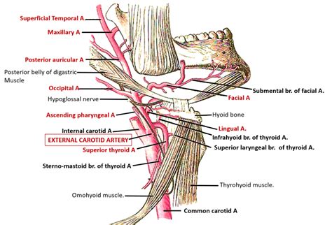 External Carotid Artery , Origin, Course and Branches , Anatomy QA