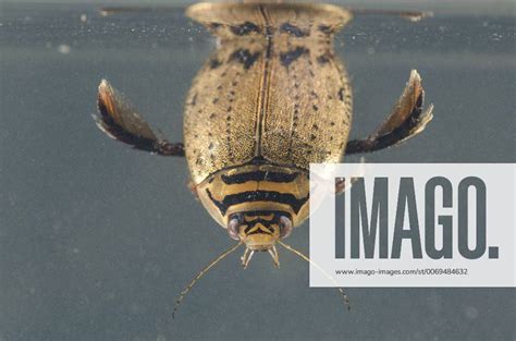 Lesser Diving Beetle Acilius Sulcatus Refilling Its Air Supply By The