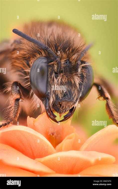 Extreme magnification - Bee pollinating flower Stock Photo - Alamy