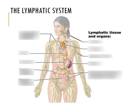 Ch Lymphatic System Lecture Diagram Diagram Quizlet