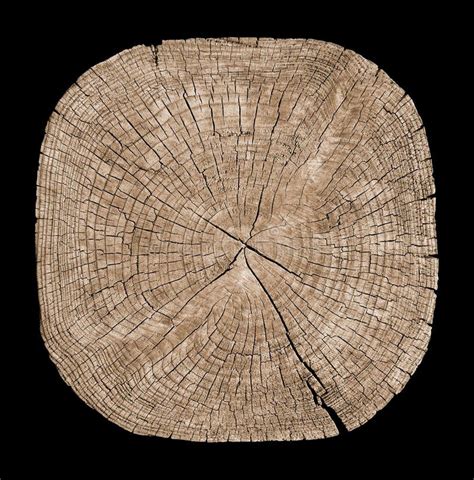 Cross Section Of Tree Trunk Stock Photo Image Of Detail Lumber