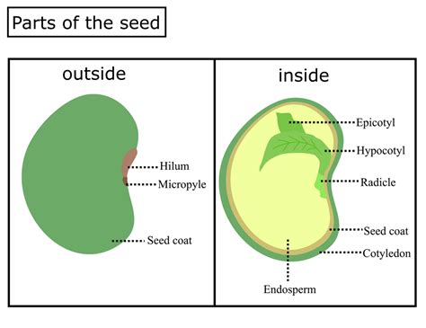 Seed Good Quality Seed Parts Of A Seed