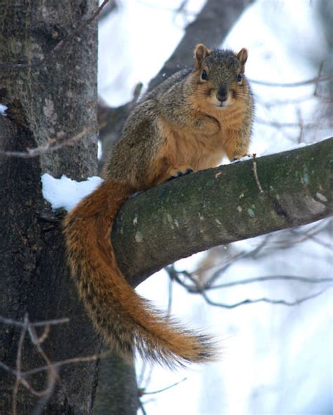 Eastern Fox Squirrel - Facts, Diet, Habitat & Pictures on Animalia.bio ...