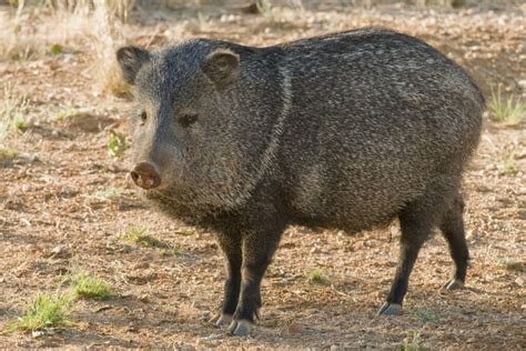 Javelina Hunting | 60+ Species Available for Hunt | OX Ranch - Texas