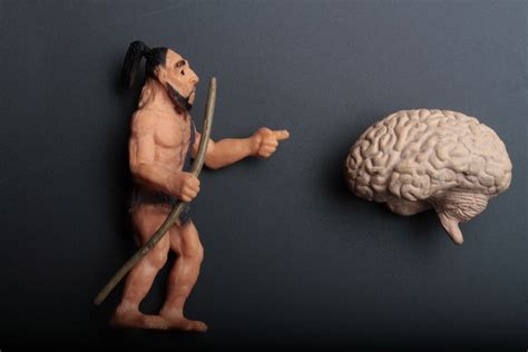 Brutes and Brains: What We Know About Neanderthal Brain Size | Discover ...