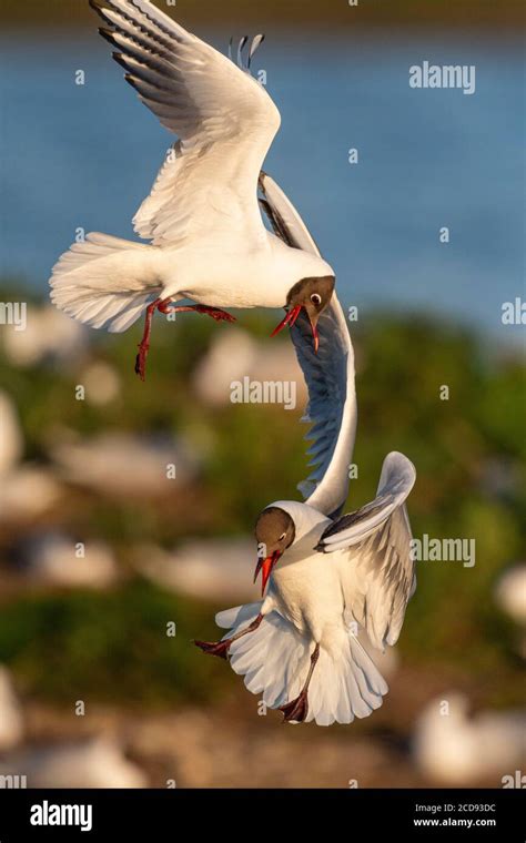 France Somme Baie De La Somme Marais Crotoy Le Crotoy Chaque Ann E