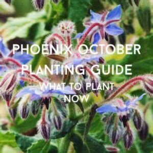 Monthly Phoenix, Arizona Planting Calendar: Zone 9 - Phoenix Gardening