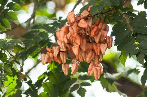 Closeup Of Golden Rain Tree Seeds Pods In Tree Koelreuteria