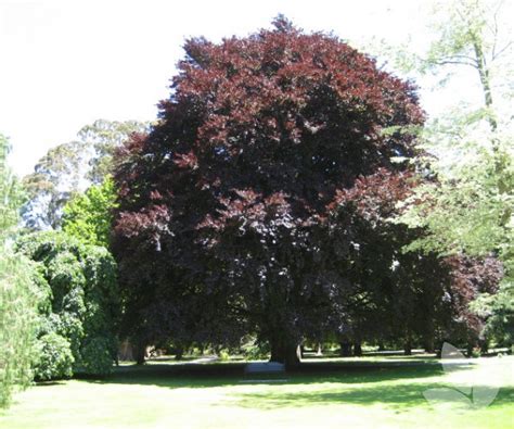 Purple Beech Fagus Sylvatica Purpurea