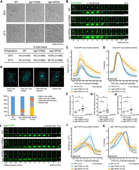 Unraveling The Mechanisms And Evolution Of A Two Domain Module In Iqgap