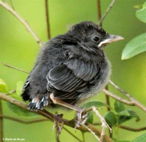 Gray Catbird Fledgling Project Noah