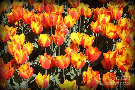 Tulips In Shades Of Gold And Orange Photograph By Dora Sofia Caputo Pixels