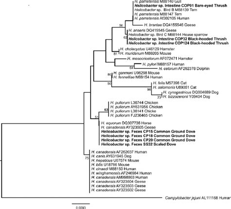 Phylogenetic Tree Of Partial 16s Rrna Sequences Of The Genus