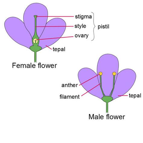 Male Vs Female Parts Of A Flower Kids Diagram