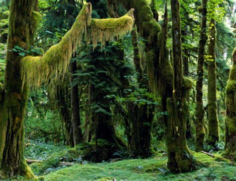 What Are Rainforest Decomposers? | Hunker