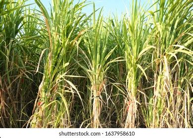 Sugarcane Farm Gujarat India Agriculture Sugarcane Stock Photo ...