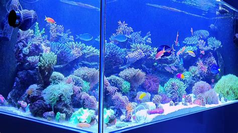 Akwarium morskie 1000l Karmienie koralowców fakty i mity Reef tank 250