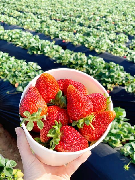 Strawberry Picking In Coastal Carlsbad Haustay Vacation Rentals