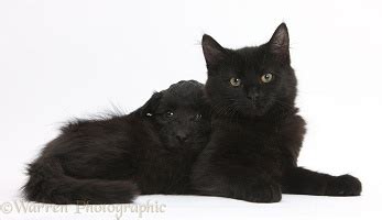 Pets Black Maine Coon Kitten And Cute Daxiedoodle Puppy Photo WP36734