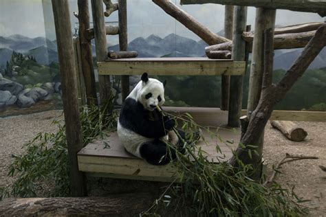 Panda Updates- Monday, August 21 - Zoo Atlanta