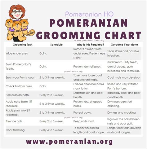 Pomeranian Grooming Explained: Learn How to Groom a Pomeranian Dog