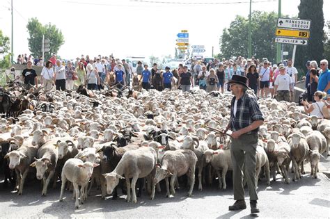 Région Fête de la transhumance les sonnailles sont de sortie à