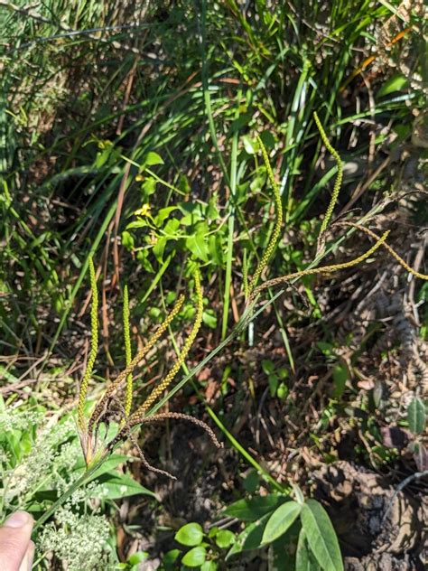 Settler S Flax From Ku Ring Gai Chase Nsw Australia On October