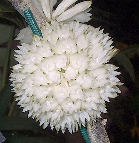 Orchid Dendrobium Purpureum Forma Alba By Ricardo In Pr Via Flickr