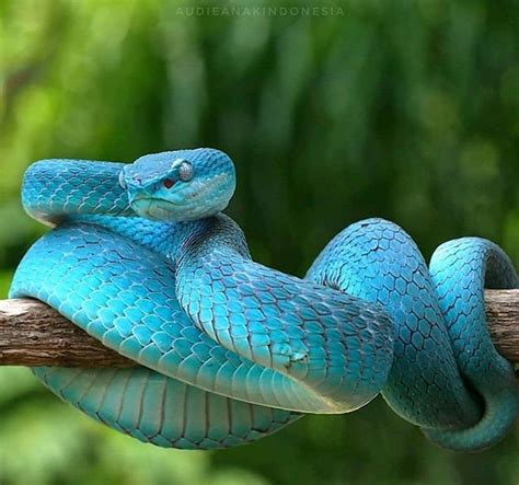 Light Blue 🐍 Cute Reptiles Pet Snake Animals