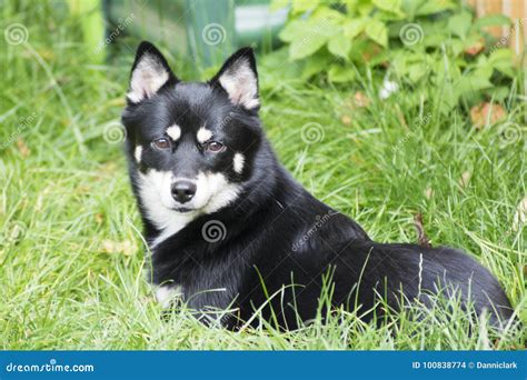 Dog - Pomsky stock photo. Image of husky, cross, breed - 100838774