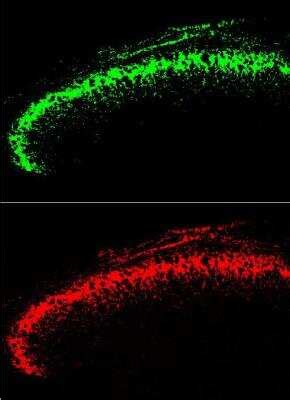 GFP Antibody (NB100-1614): Novus Biologicals