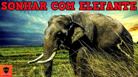 Sonhar Elefante Oque Significa Sonhar Elefante Youtube