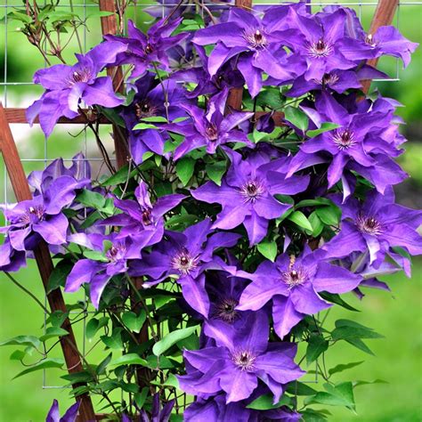 Buy Jackman's Clematis Climbing Plants From Ireland's Garden Shop