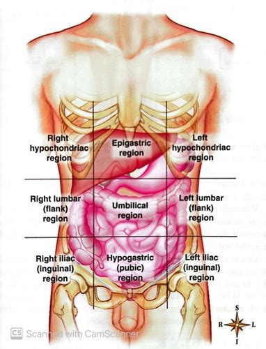 Anatomy Unit 1 Test Chapters 1 5 Flashcards Quizlet