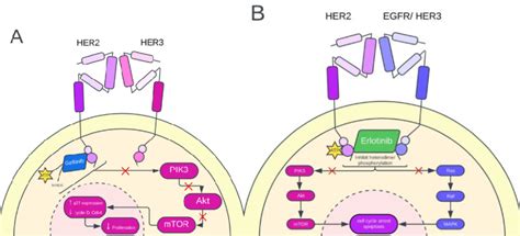 Erlotinib Mechanism Of Action