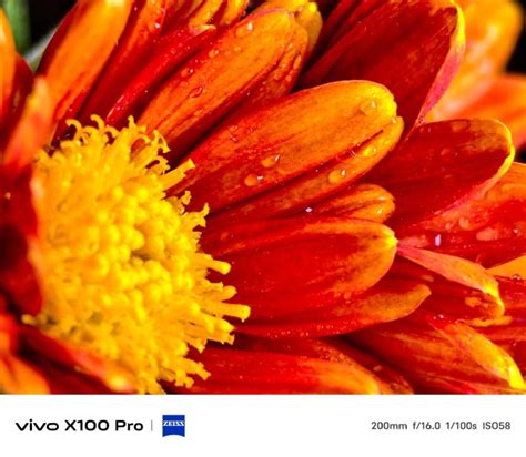 Vivo X Pro Sample Photos Compare Zeiss Camera To Samsung Galaxy S